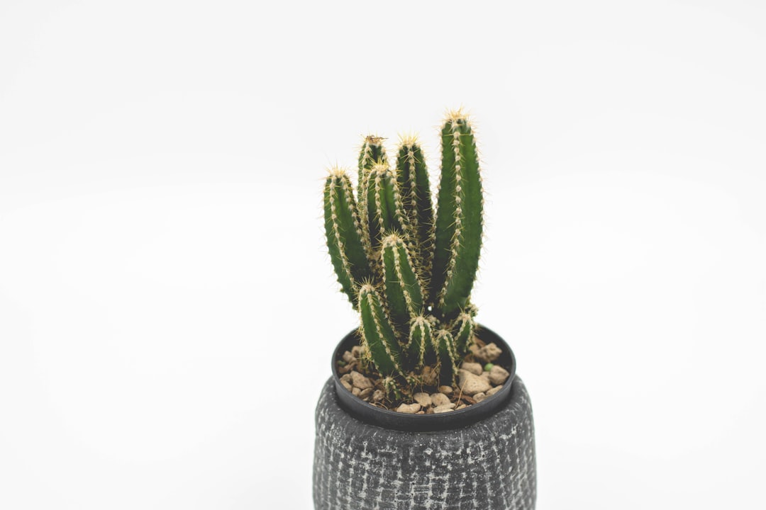 green cactus plant on black pot