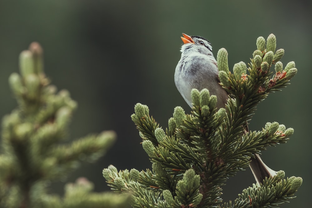 gray and white bird on green tree