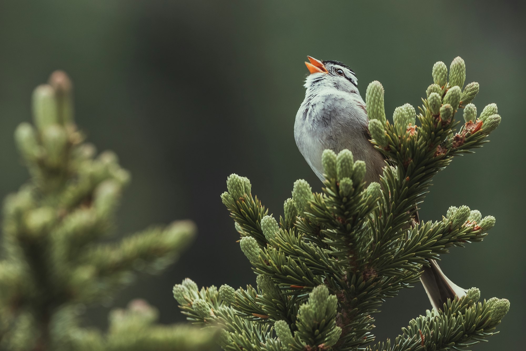 White-crowned sparrow mid song on a tree I saw whilst hiking around Lake Agnes at Lake Louise, Banff, Canada.