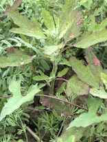 A close-up view of a wild plant with green leaves. The leaves have irregular shapes with some reddish-brown discoloration. There is a mix of smaller plants in the background, adding to the dense foliage appearance.