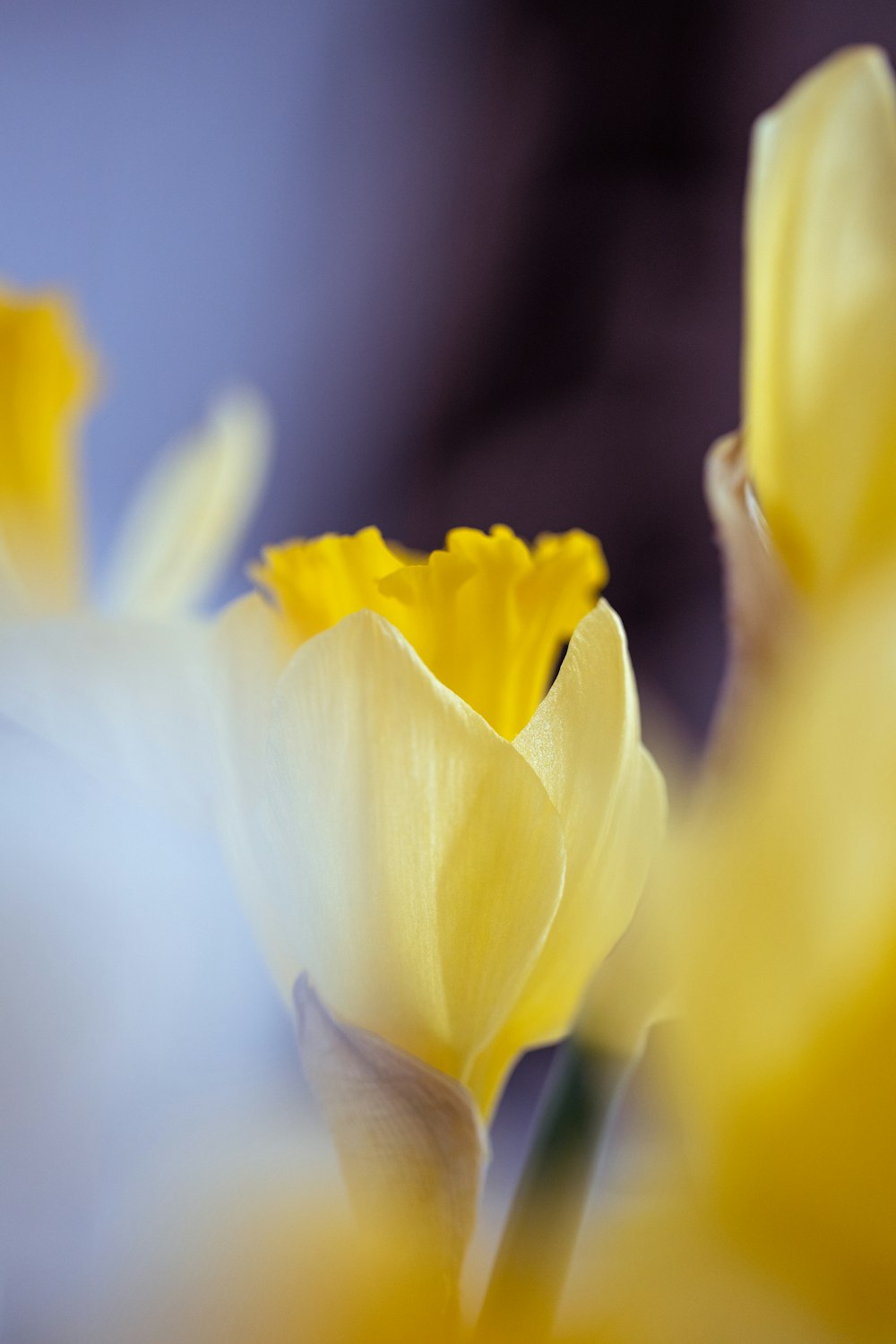 yellow flower in macro shot