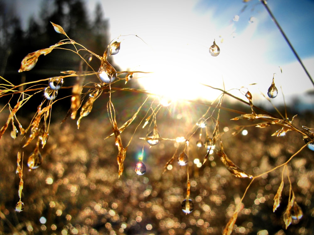 water droplets on brown plant stem