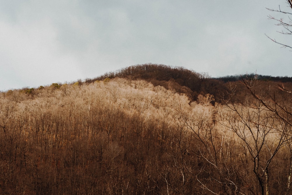 brown grass field under white sky during daytime