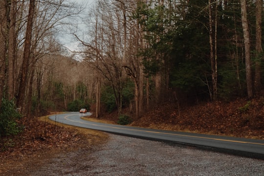 gray asphalt road between trees during daytime in Great Smoky Mountains United States