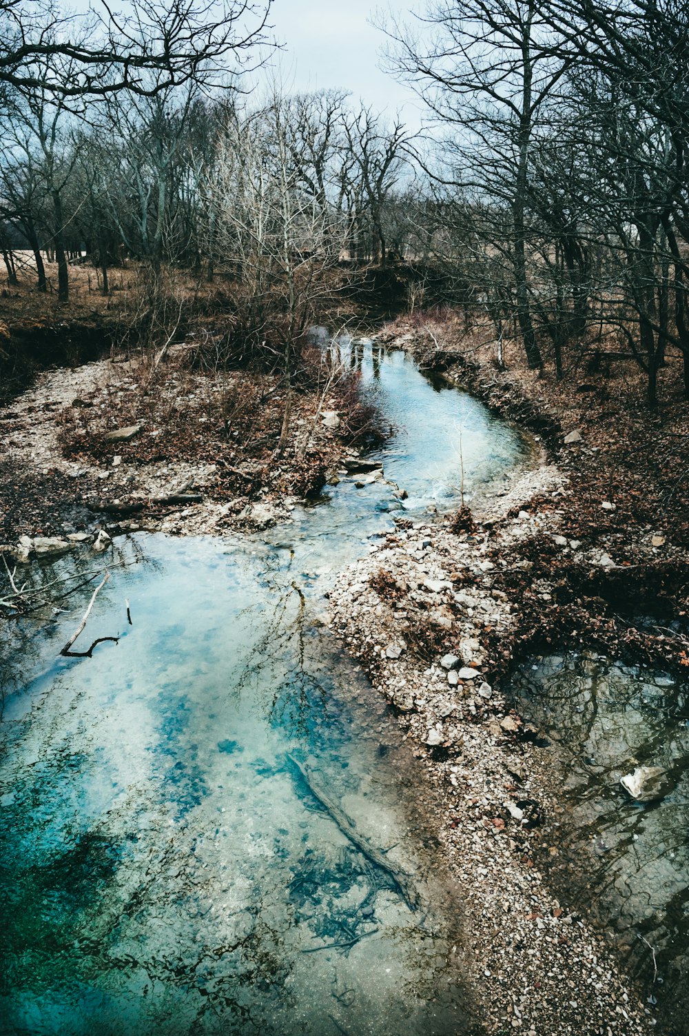 body of water between bare trees during daytime