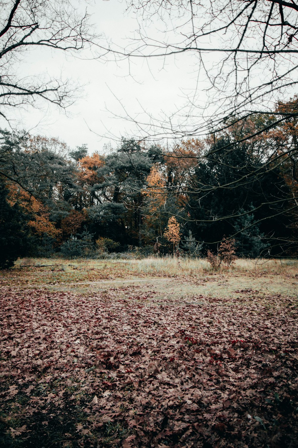 brown trees on brown grass field during daytime