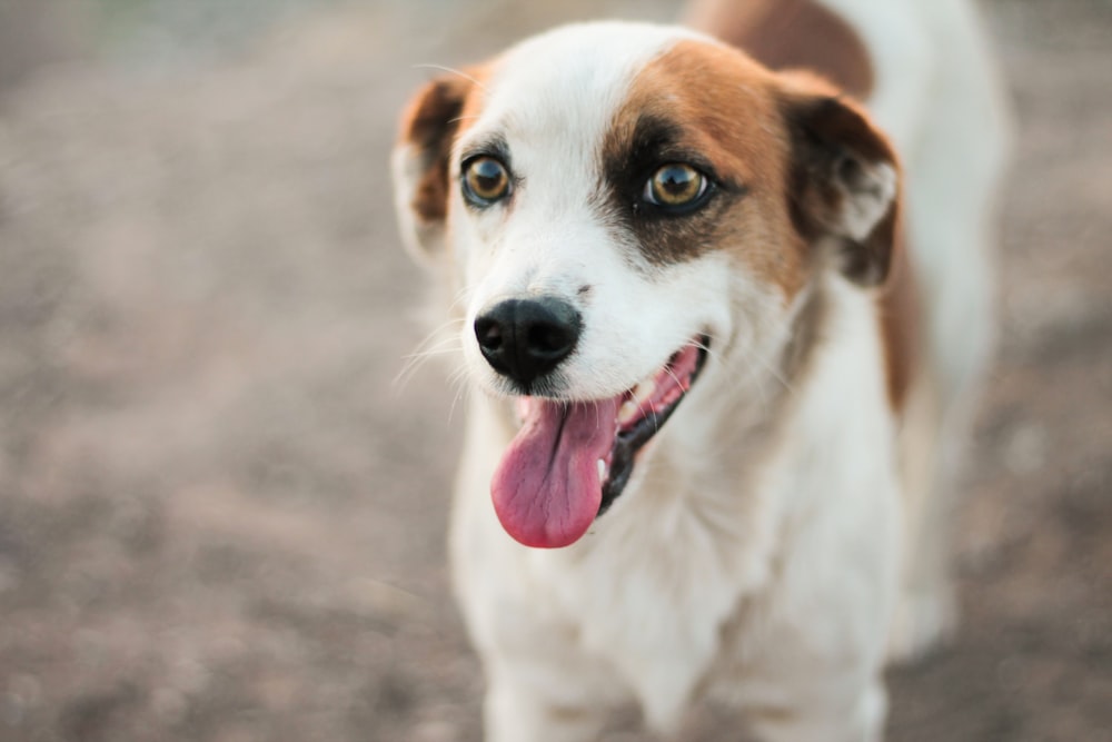 white and brown short coated dog