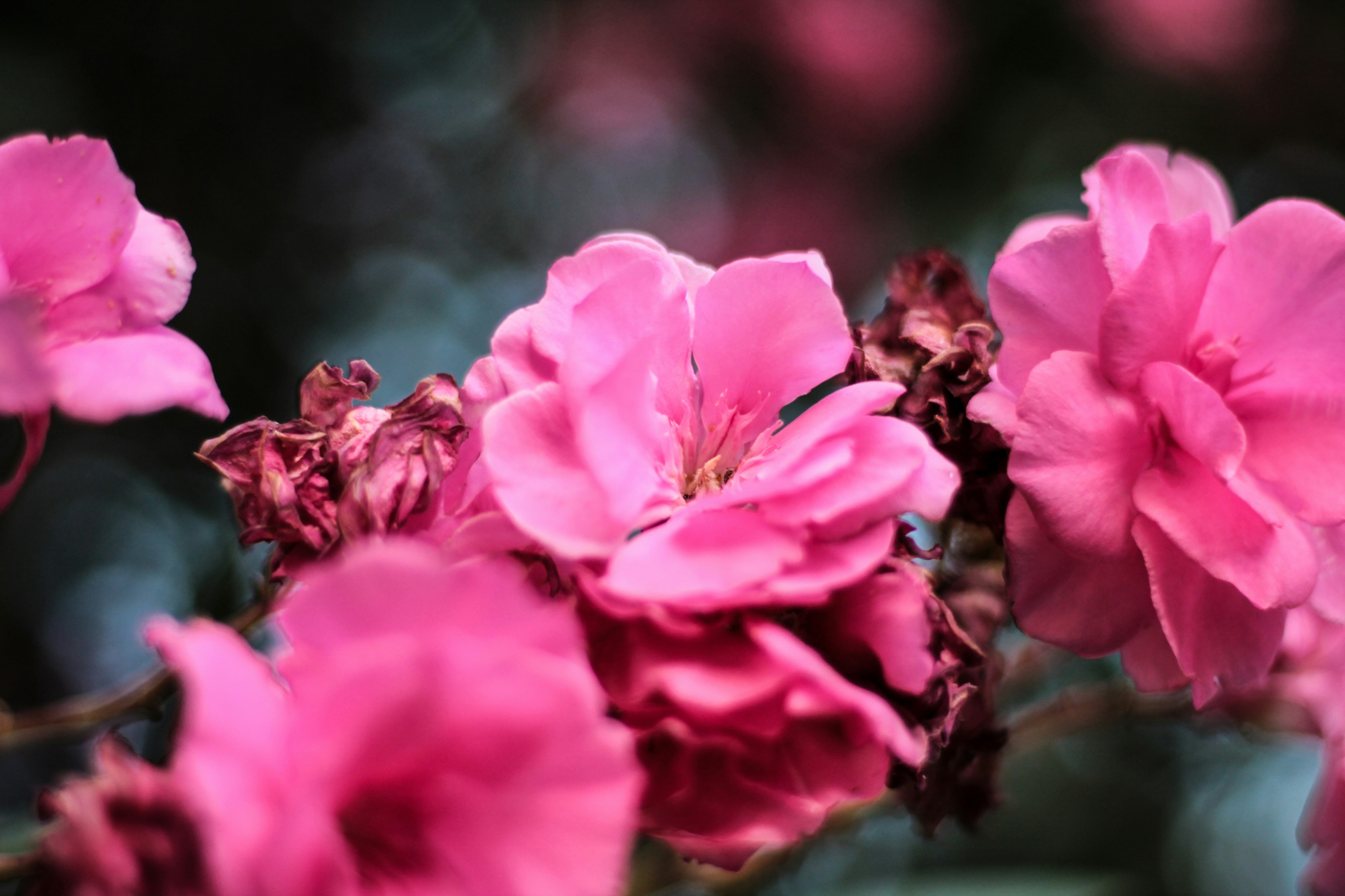 Photo by valetroncoso