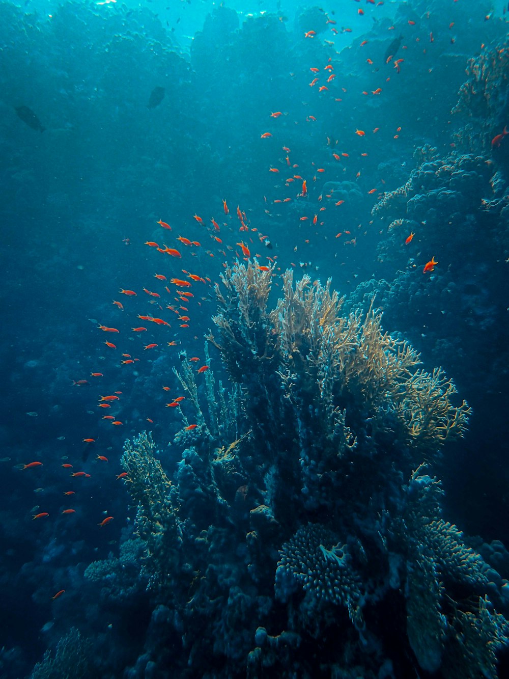 recife de coral marrom sob a água