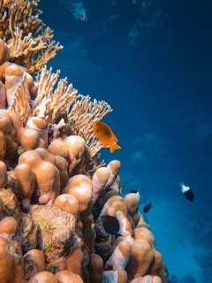 A vibrant underwater scene featuring colorful coral reefs and several small fish swimming around. The coral formations are lush with intricate patterns and textures, creating a lively habitat. The water appears clear with a deep blue hue that enhances the vivid colors of the coral and fish.
