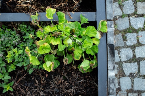 An elevated garden bed contains a variety of green plants, including a prominent one with slightly wilted leaves showing signs of browning at the edges. The bed is bordered by a dark wooden frame, and beside it is a cobblestone pathway. The plants appear to be in varying states of health, with a mix of vibrant and decaying foliage.