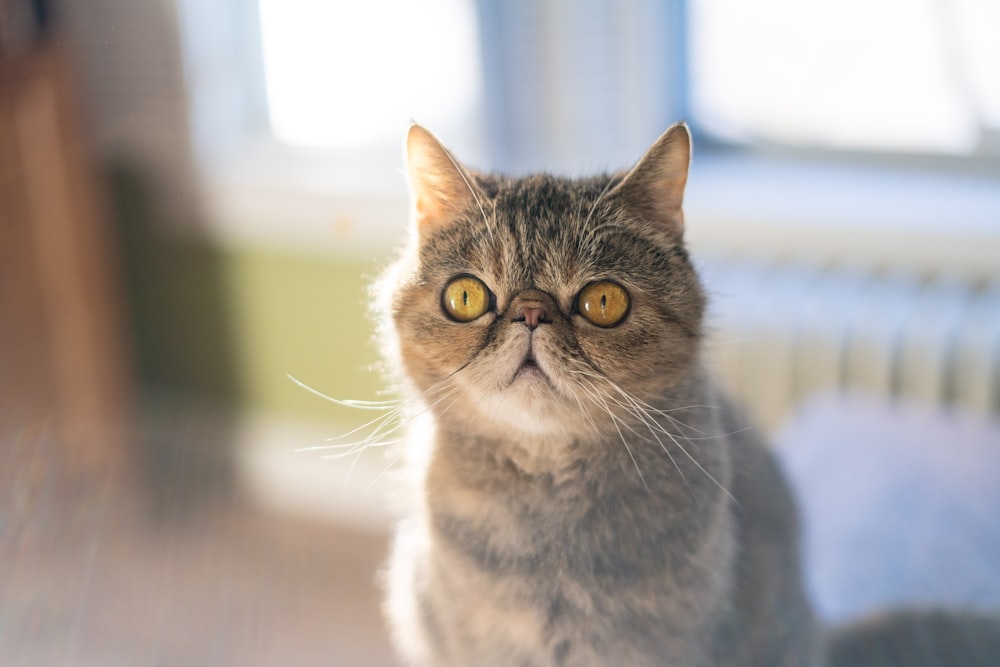 brown and white cat in tilt shift lens