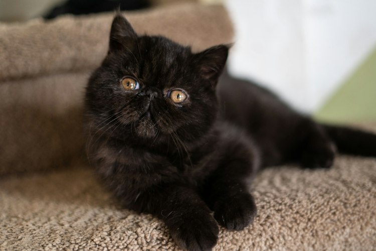 Black Exotic Shorthair resting on a carpeted step