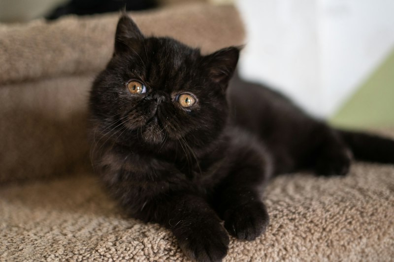Exotic Shorthair photo 2