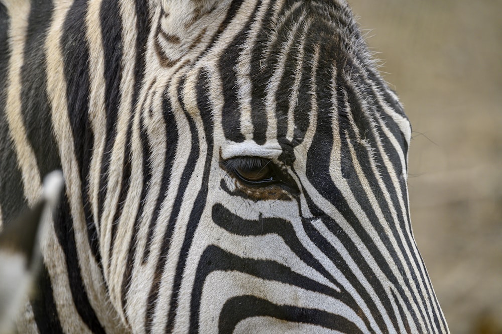 black and white zebra animal