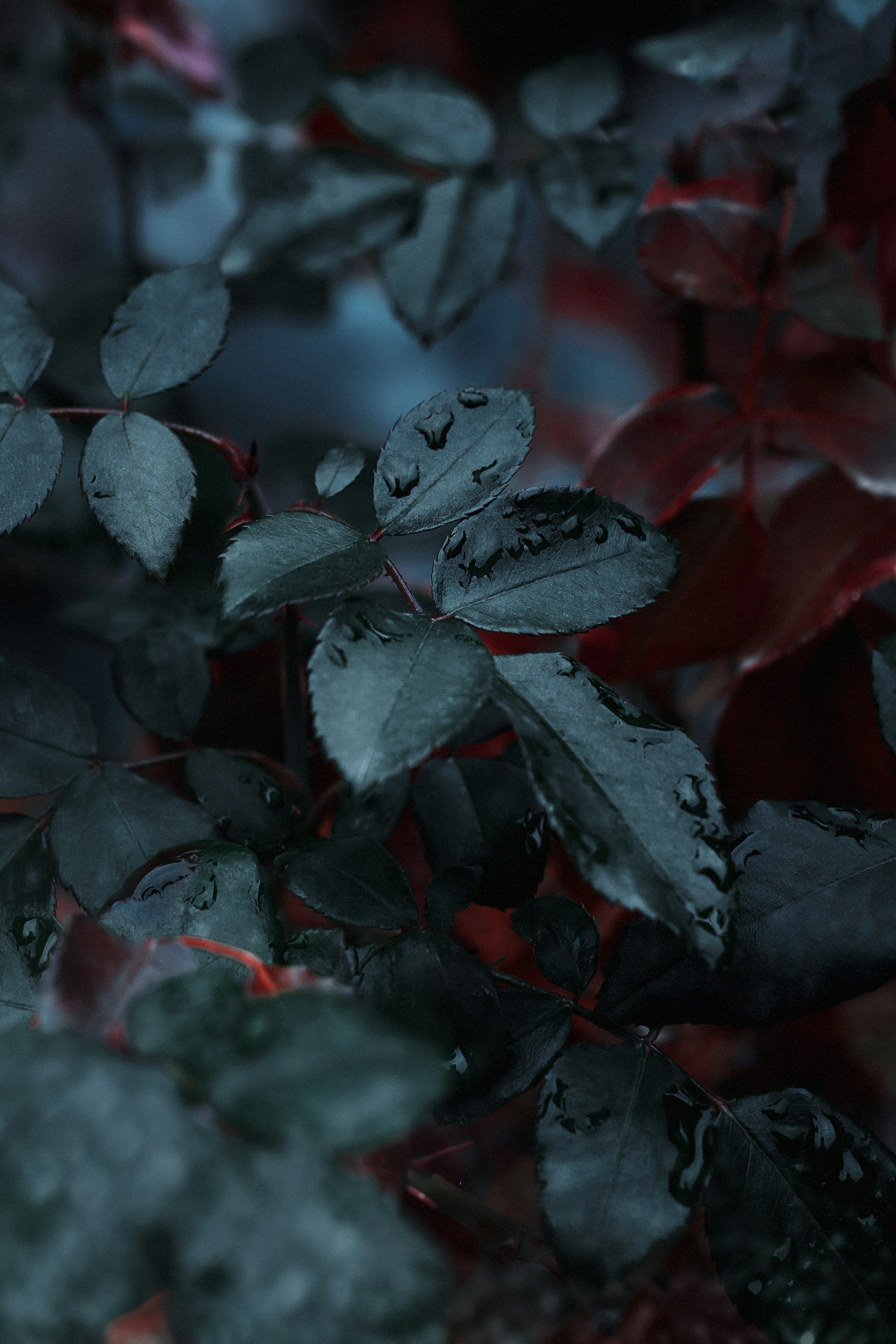 Photo by alisvisuals