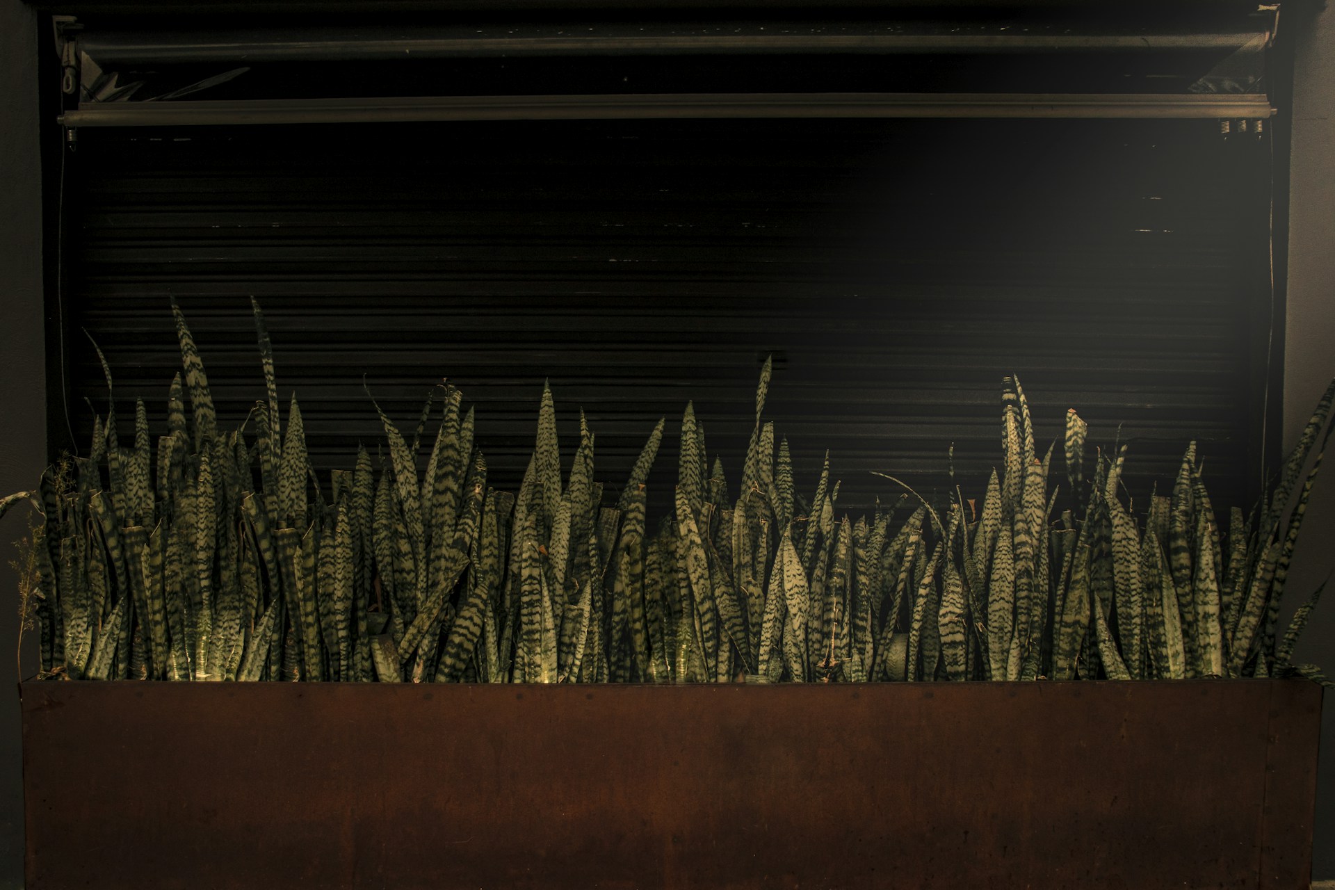 green plant near brown wall