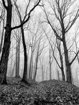 grayscale photo of bare trees
