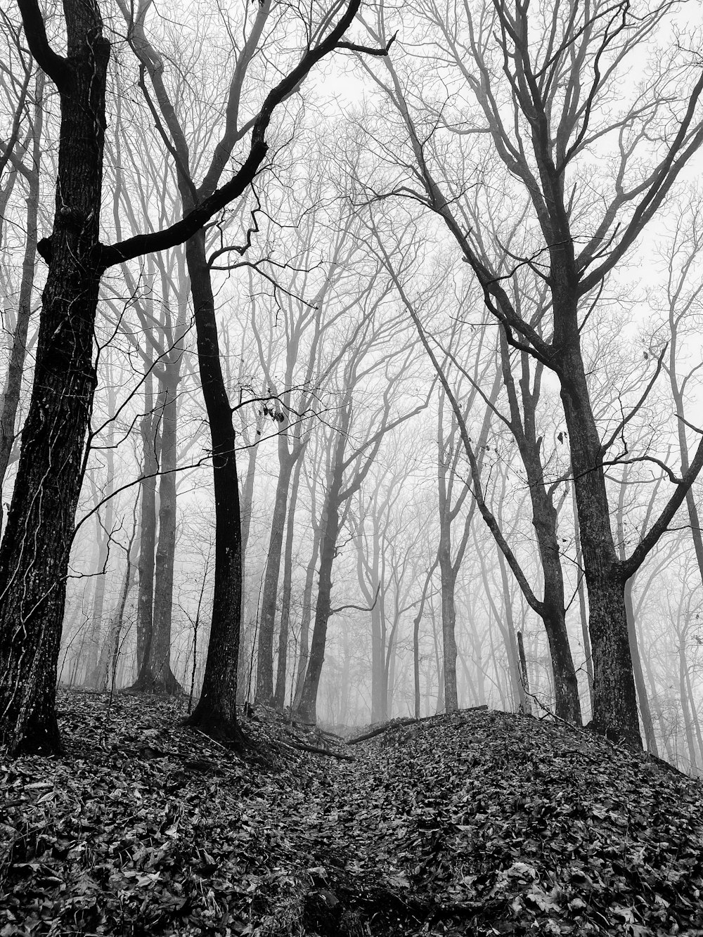 foto in scala di grigi di alberi spogli