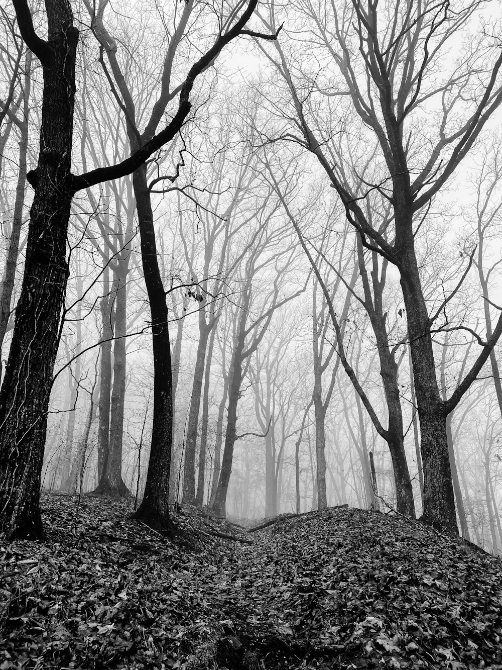 grayscale photo of bare trees