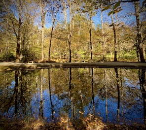 brown trees beside lake with mirror-image reflection in water