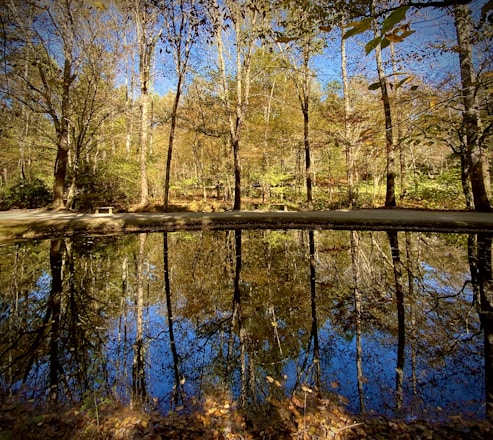 brown trees beside lake with mirror-image reflection in water