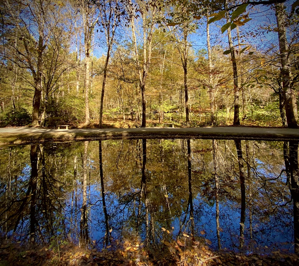 alberi marroni accanto allo specchio d'acqua durante il giorno