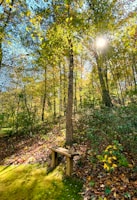 brown wooden bench under green trees during daytime