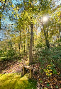 brown wooden bench under green trees during daytime