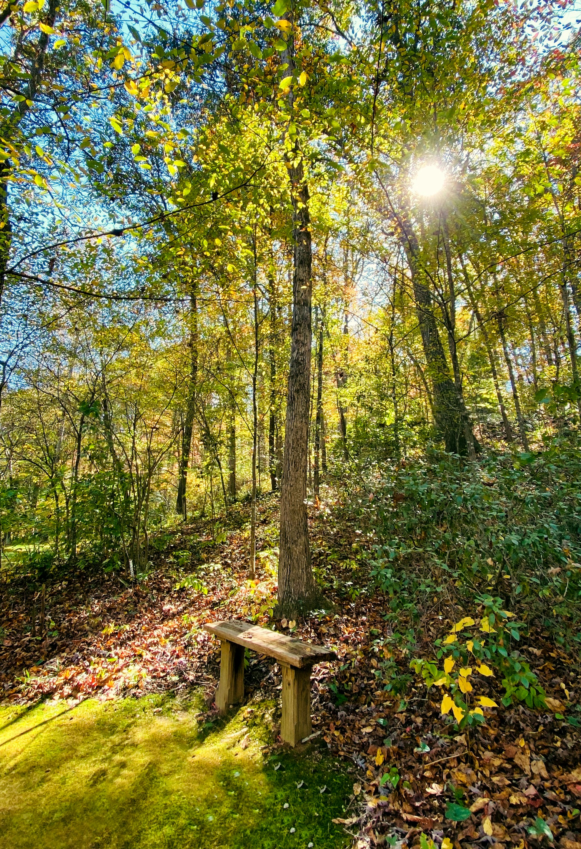brown wooden bench under green trees during daytime