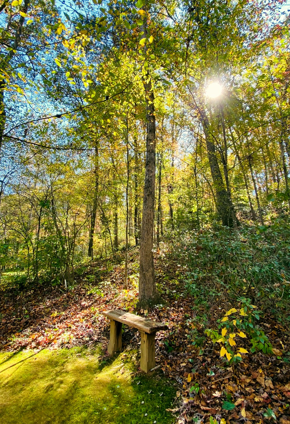 brown wooden bench under green trees during daytime