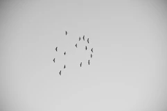 A minimalist image of coordinated birds flying in formation against a soft gray-blue sky.