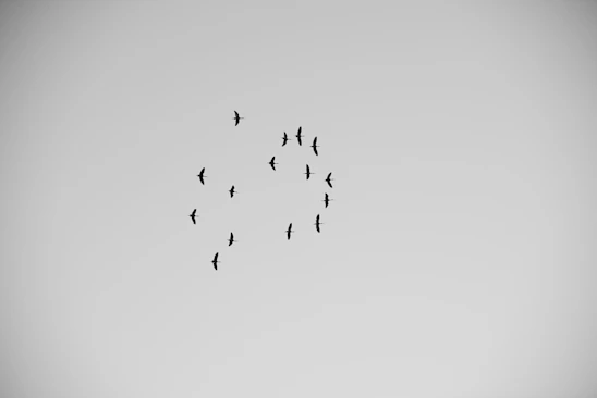 A minimalist image of coordinated birds flying in formation against a soft gray-blue sky.