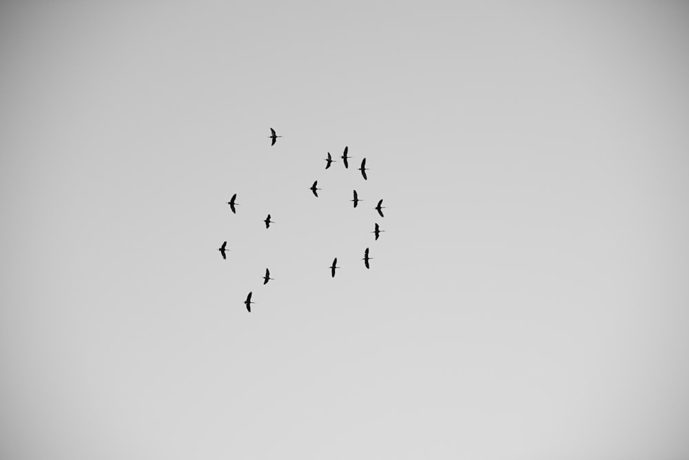 flock of birds flying in the sky