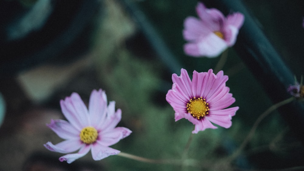 purple flower in tilt shift lens