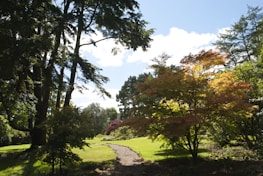 A serene garden path winding through lush greenery under a soft summer sky.