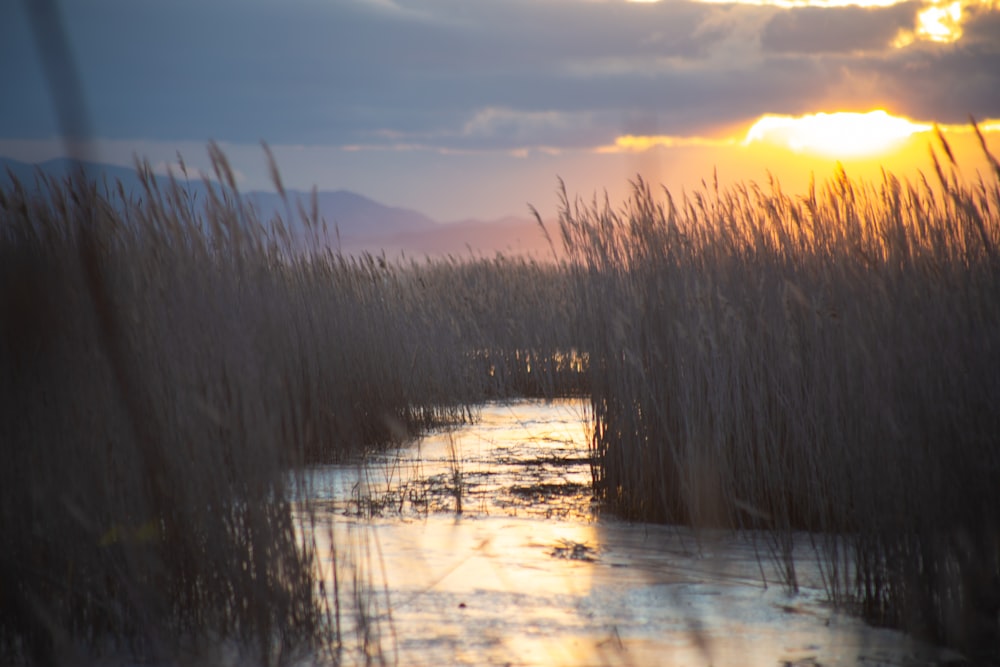 brown grass on body of water during sunset