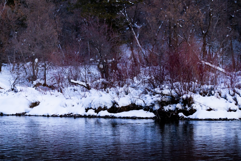 snow covered trees on river during daytime