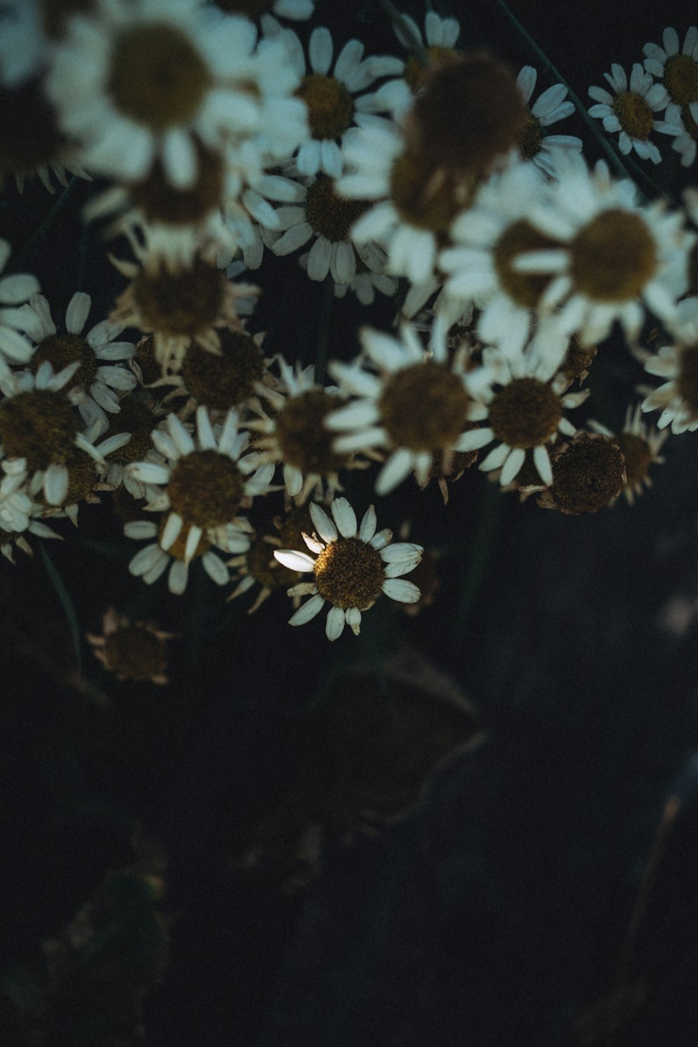 white and black flower in close up photography