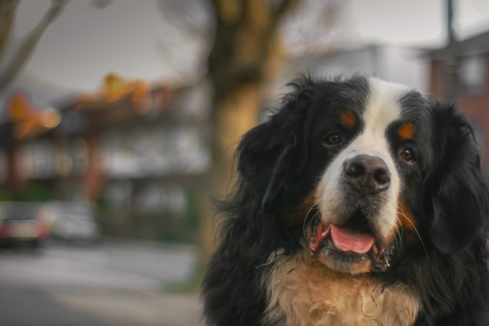 black white and brown bernese mountain dog