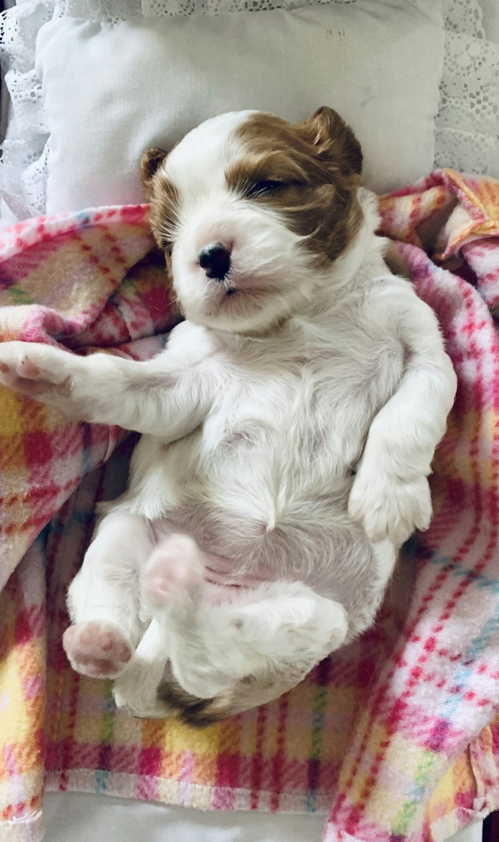 white and brown long coated small dog