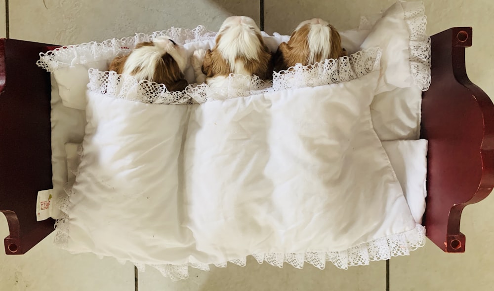3 white and brown long haired small sized dogs on white textile