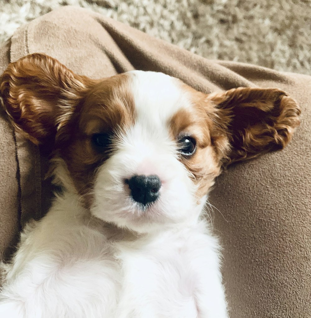 white and brown long coated small dog lying on brown textile