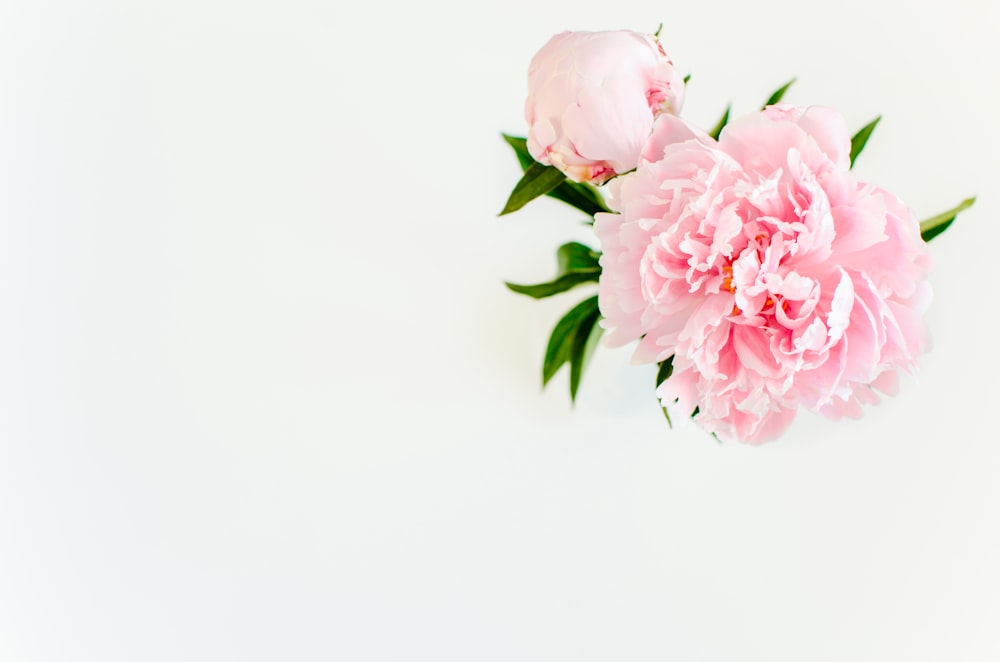 pink roses in white background