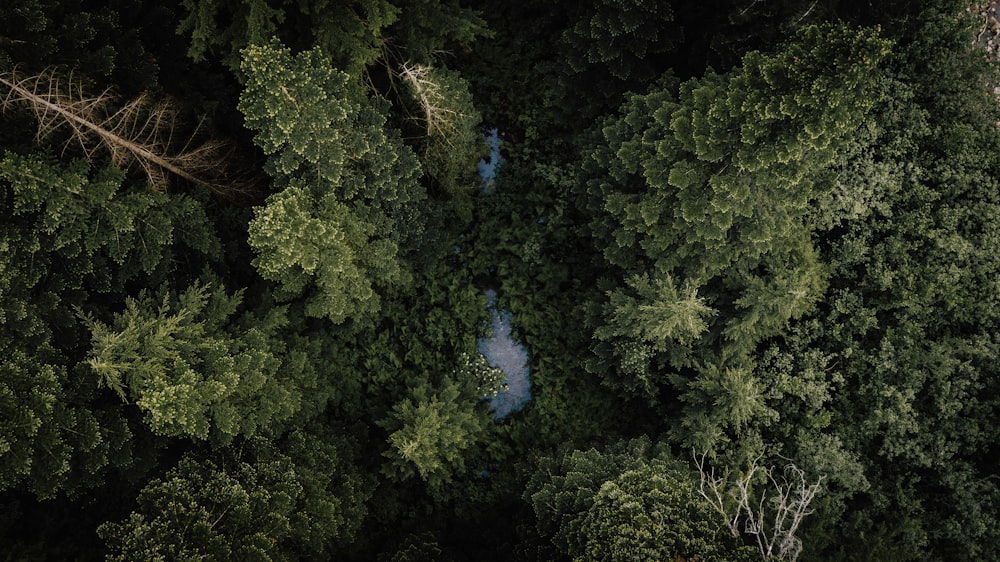 alberi verdi sotto il cielo blu