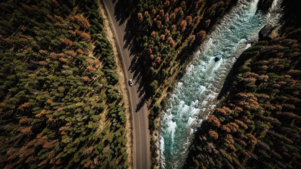Vista aérea de un cuerpo de agua entre árboles