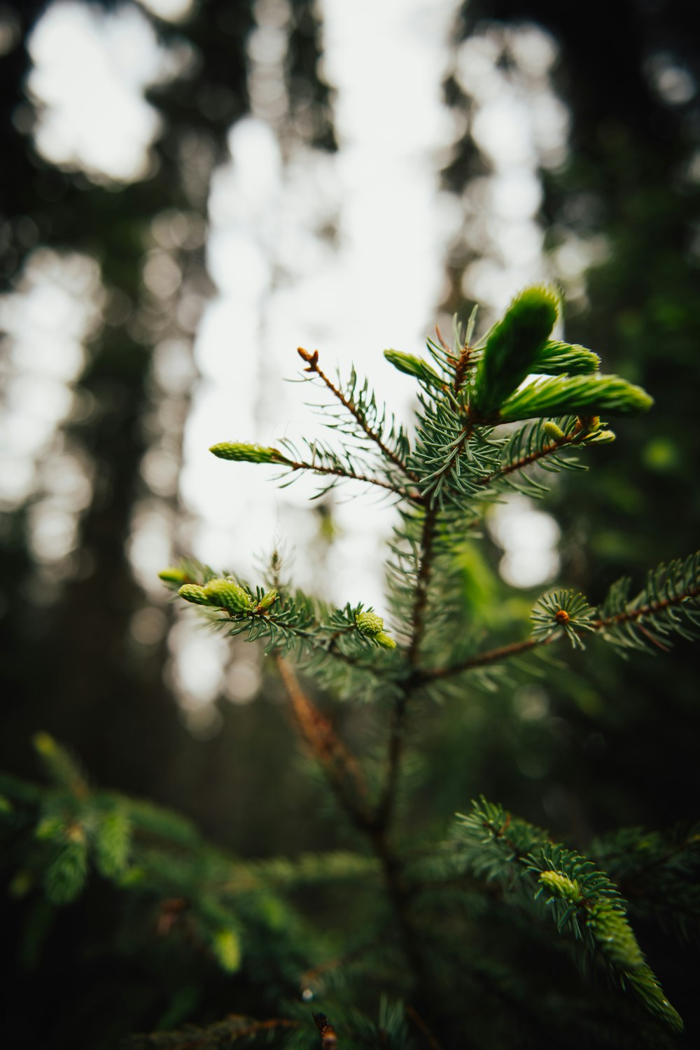 green leaf plant in close up photography