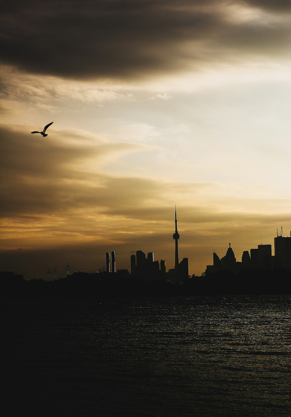 silhouette of bird flying over city during sunset