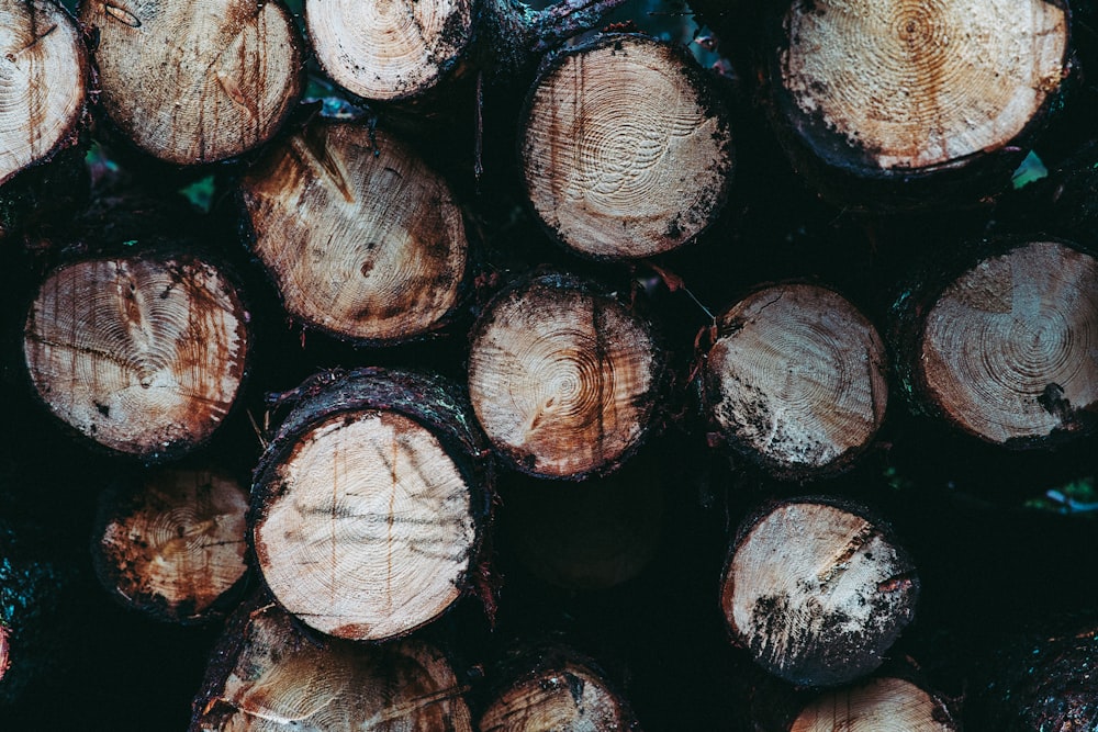 brown and black wood logs