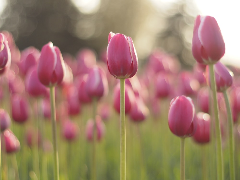 Rosa Tulpen blühen tagsüber